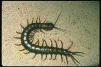 gigantea centipede